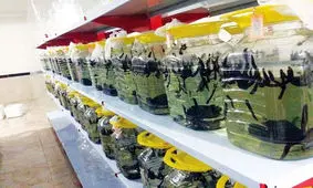 مزرعه تکثیر و پرورش زالو در شهرستان فارسان آماده بهره برداری است