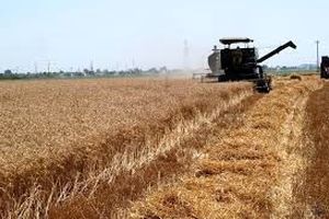 پیش بینی برداشت حدود ۶۲ هزار تن گندم از مزارع البرز