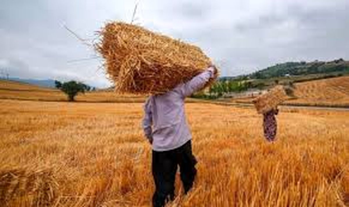 خرید حدود 8000 تن گندم مازاد بر مصرف کشاورزان سیستان وبلوچستان