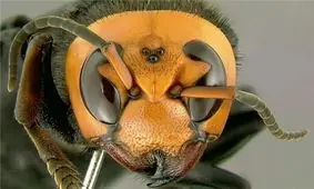 بلای دوم بعد از کرونا برای آمریکایی‌ها / هجوم زنبورهای آدمکش به شهرها + عکس