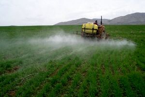 ۸۰ هزار هکتار از مزارع غلات آذربایجان غربی علیه آفت سم سمپاشی شد