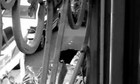 حقیقت درمورد جنازه سلاخی شده در خیابان پیروزی مشخص شد/زن مطلقه به راز شوهر سابقش پی برد و او را با چاقو و قندشکن قطعه قطعه کرد