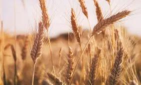بیش از ۱۲ هزار تن گندم و کلزا از کشاورزان هرمزگانی خریداری شد