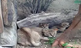 واکنش باغ وحش تهران به خبر گم شدن شامپانزه/افزایش زاد و ولد در باغ وحش طی ایام قرنطینه + عکس