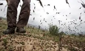 طغیان ملخ بومی در مراتع استان قم