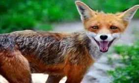 تصاویری کمیاب از خنده‌های جالب حیوانات