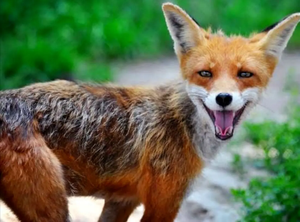 تصاویری کمیاب از خنده‌های جالب حیوانات