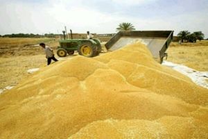 خرید ۸۰ هزار تن گندم از کشاورزان دهلرانی