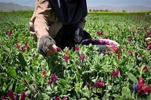 توانمندسازی زنان روستایی و عشایری خوزستان با کشت گیاهان دارویی