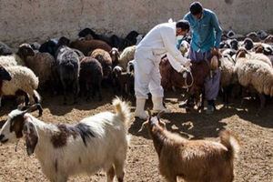طیور روستایی آذربایجان غربی علیه بیماری نیوکاسل واکسینه می شوند