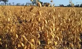 پیش‌بینی برداشت بیش از ۴۵ هزار هکتار نخود در لرستان