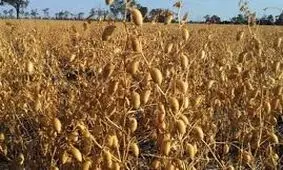 پیش‌بینی برداشت بیش از ۴۵ هزار هکتار نخود در لرستان