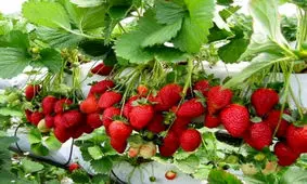 3400 هکتار از اراضی کردستان زیر کشت توت فرنگی