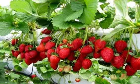 3400 هکتار از اراضی کردستان زیر کشت توت فرنگی