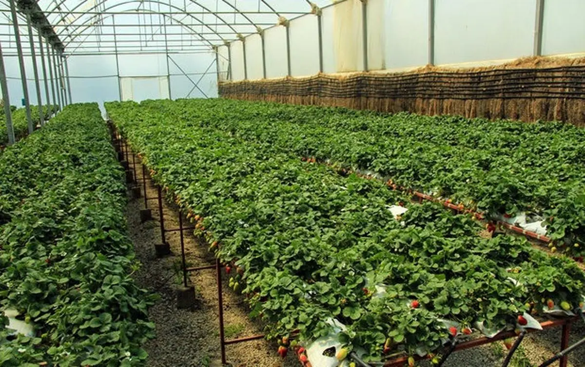 حکم دادستانی در مورد اراضی رفع تصرف شده در پردیس/ اراضی آزادسازی شده تبدیل به گلخانه می‌شود