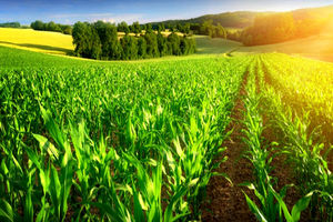 کرونا ۹۲ میلیارد و ۲۰۰ میلیون تومان به صنعت کشاورزی قم خسارت وارد کرد