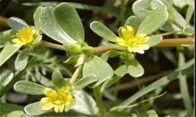 رفع تشنگی با مصرف گیاه خرفه در ماه رمضان