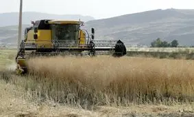 آغاز برداشت کلزا در گلستان