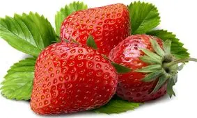 "نبود سردخانه و صنایع تبدیلی" مشکل اصلی توت فرنگی کردستان است/ بیش از ۳۰ درصد توت فرنگی کردستان تلف می‌شود+تصاویر