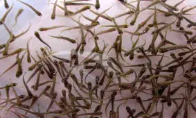 تولید بیش از ۵۵ میلیون قطعه انواع بچه‌ماهی در آذربایجان غربی