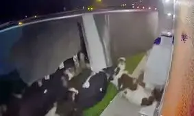 حادثه وحشتناک برای گاوها پس از چپ کردن تریلی + فیلم