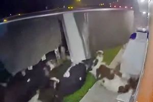 حادثه وحشتناک برای گاوها پس از چپ کردن تریلی + فیلم