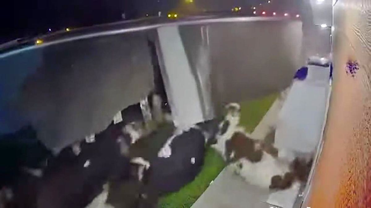 حادثه وحشتناک برای گاوها پس از چپ کردن تریلی + فیلم