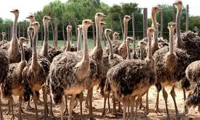 تولید ۱۷۱ تن گوشت شترمرغ در گلستان