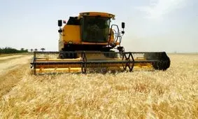 خسارت ۳۰ درصدی مزارع جو ساوه از بارش تگرگ/۷۵ هزار تن کسری در تولید سالانه