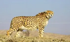 چراغ سبز جاده به یوزپلنگ ها/معمای ناپدید شدن یوزهای ماده