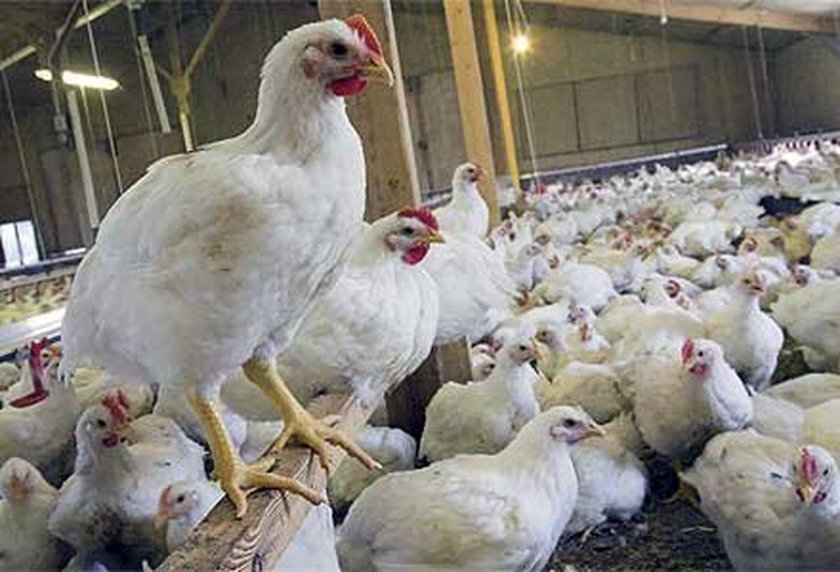 خسارت حدود 700 میلیاردی مرغداران در خراسان رضوی