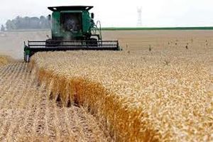 لزوم خرید حداقل ۲۵۰ هزار تُن گندم از کشاورزان قزوینی در سال ۹۹