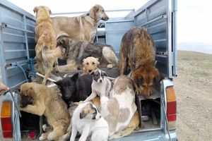 جمع‌آوری سگ‌های بدون‌صاحب در شهر بندرعباس ادامه دارد
