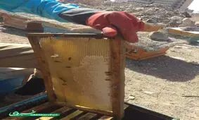 آغاز برداشت عسل طبیعی از کندو ها زنبور عسل زاهدان+ تصویر