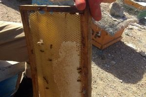آغاز برداشت عسل طبیعی از کندو ها زنبور عسل زاهدان+ تصویر