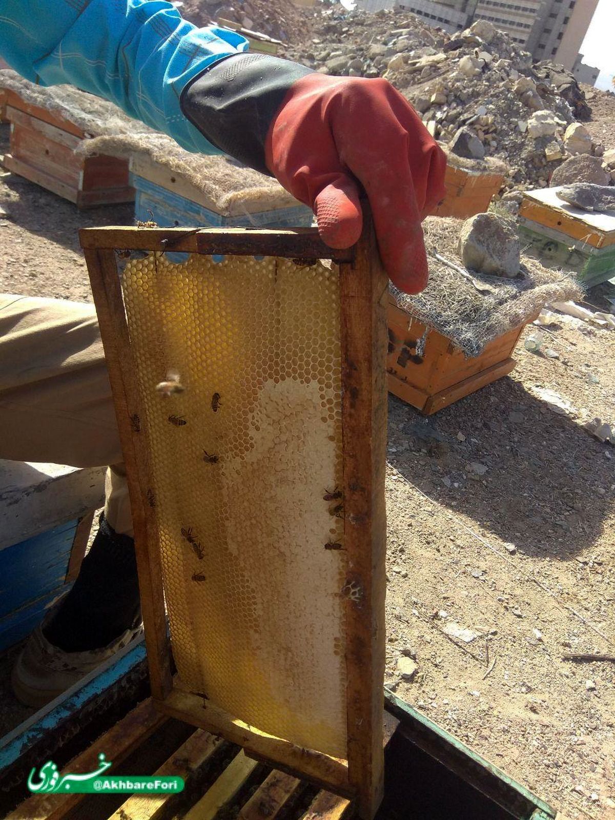 آغاز برداشت عسل طبیعی از کندو ها زنبور عسل زاهدان+ تصویر