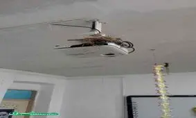 کبوتر لونه کرده !