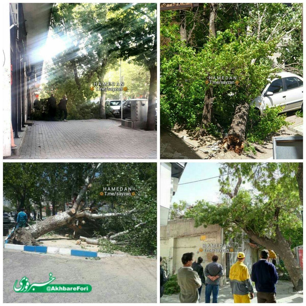 ریشه کن شدن درختان کهنسال بر اثر وزش باد شدید در همدان+ تصاویر