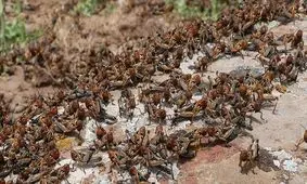 ملخ‌های مراکشی و جنگلی معضل کشاورزان آذربایجان شرقی