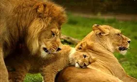 وقتی شیرِ پدر مراقبت از بچه‌ها را برعهده می‌گیرد