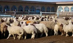قیمت هر کیلو شقه گوسفندی ۱۱۰ هزار تومان شد