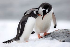 آیا پنگوئن‌ها هم عاشق می‌شوند؟