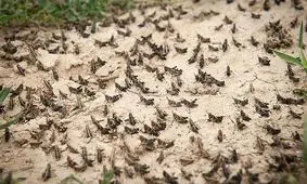 ملخ‌ها هم از یخچال ما تعجب کردند!