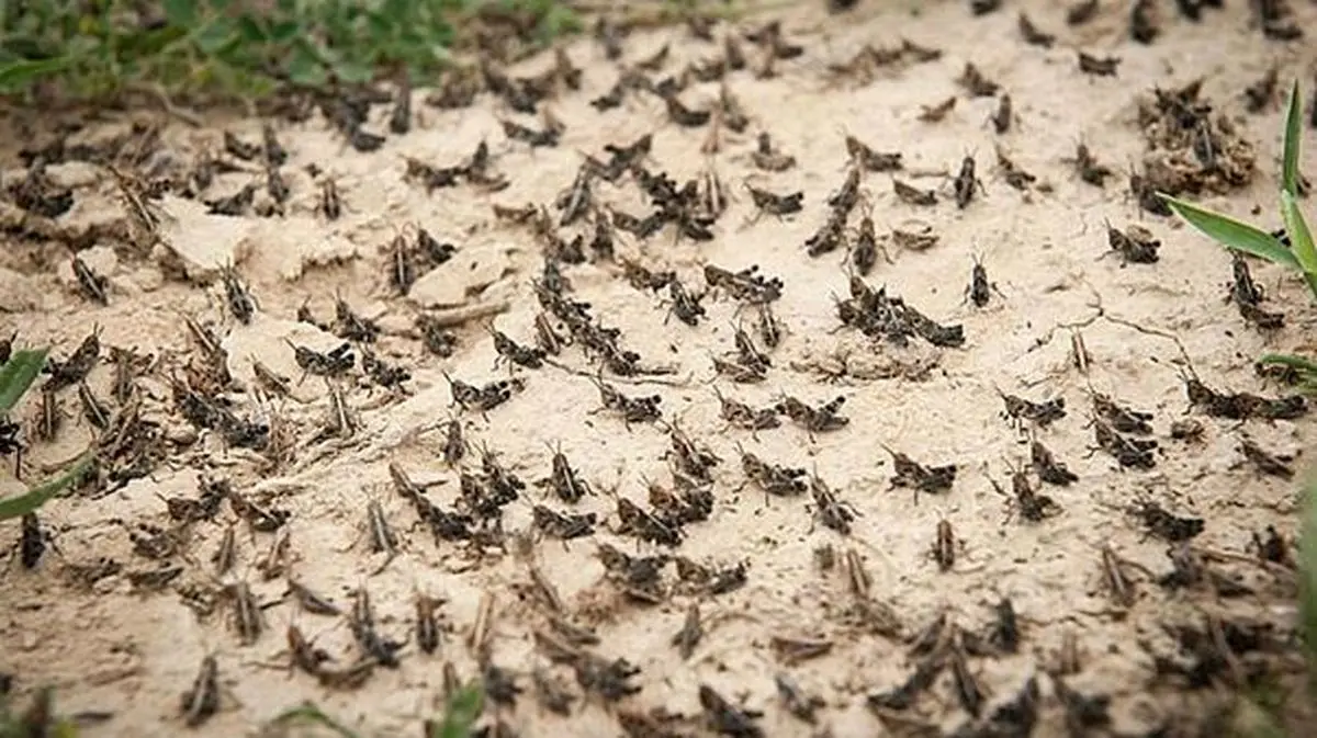 ملخ‌ها هم از یخچال ما تعجب کردند!