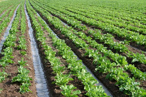کشت نشایی گوجه فرنگی در اراضی کشاورزی استان قزوین آغاز شد