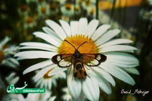 پروانه ای به شکل زنبور + تصویر