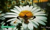 پروانه ای به شکل زنبور + تصویر