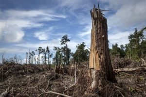 جنگل‌زدایی عامل افزایش انتقال بیماری‌ها از حیوان به انسان