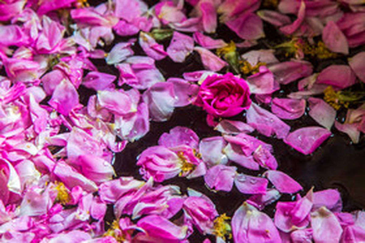گزارش تصویری از گلابگیری قمصر کاشان