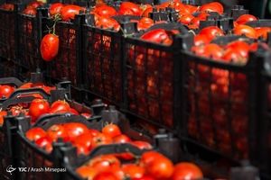 بازار میوه ماه رمضان راکد است/ کمبود عرضه گوجه فرنگی را گران کرد